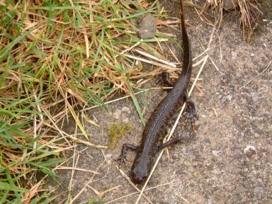 Great Crested Newt